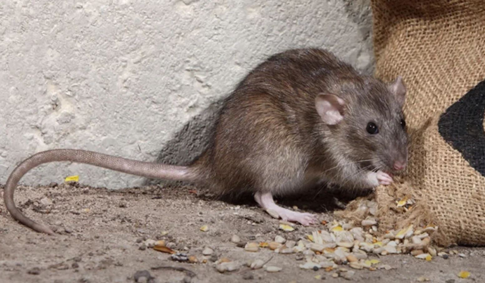 фото: Профессиональная дератизация в поселке Московской области Молодёжный: <br/>+7-909-173-42-96