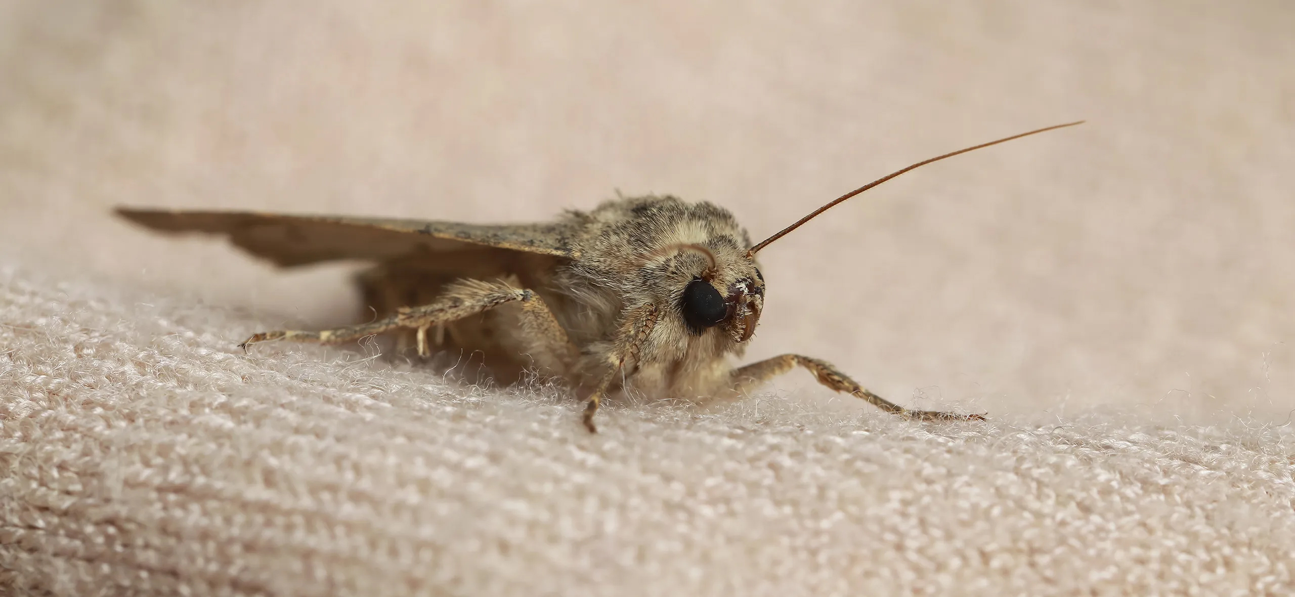 фото: Профессиональная обработка от моли в поселке Московской области Молодёжный: <br/>+7-909-173-42-96